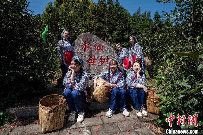 圖為采茶女在水仙母樹石碑前合影。龔勁松攝