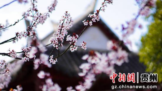 3月5日古鎮(zhèn)春日風(fēng)景櫻花開放  李靈攝