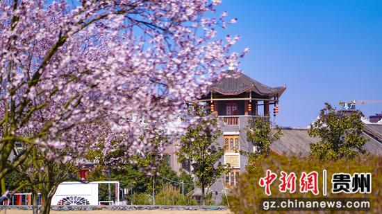 3月5日古鎮(zhèn)春日風(fēng)景櫻花映塔樓。  李靈攝