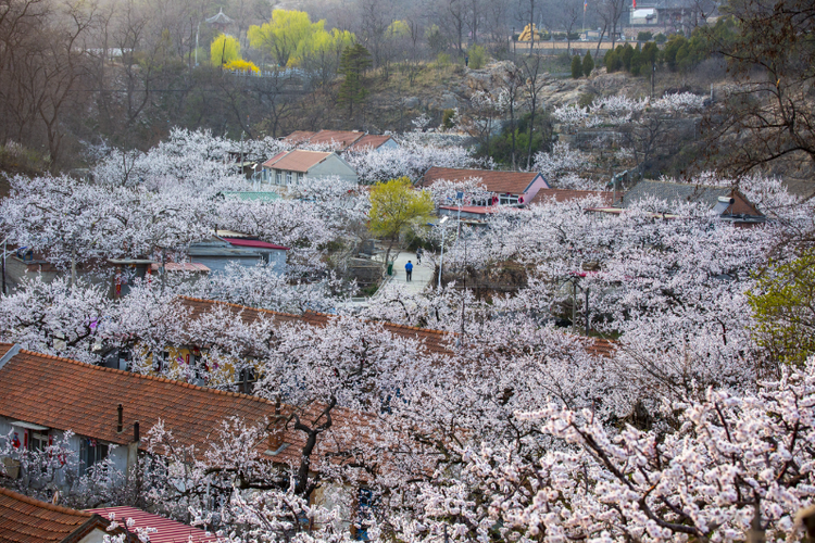 丹東：春花綻放 與鳥(niǎo)潮遙相呼應(yīng)
