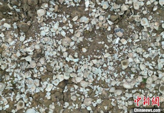 圖為江西都昌黃金山船貨遺址在鄱陽湖湖底的瓷片分布。(資料圖，受訪者供圖)